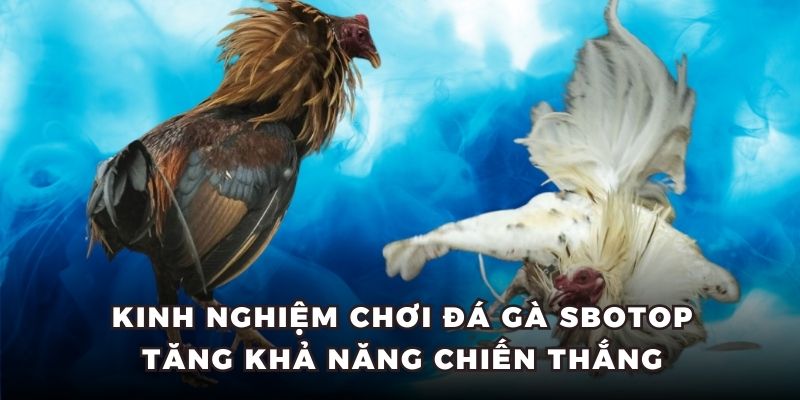 Kinh nghiệm chơi đá gà Sbotop tăng khả năng chiến thắng