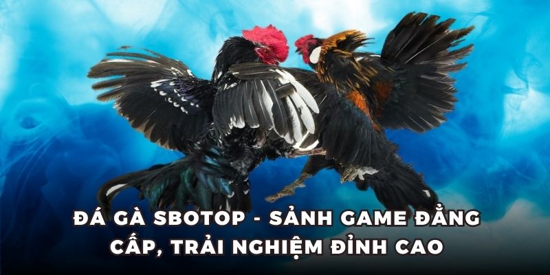 đá gà sbotop