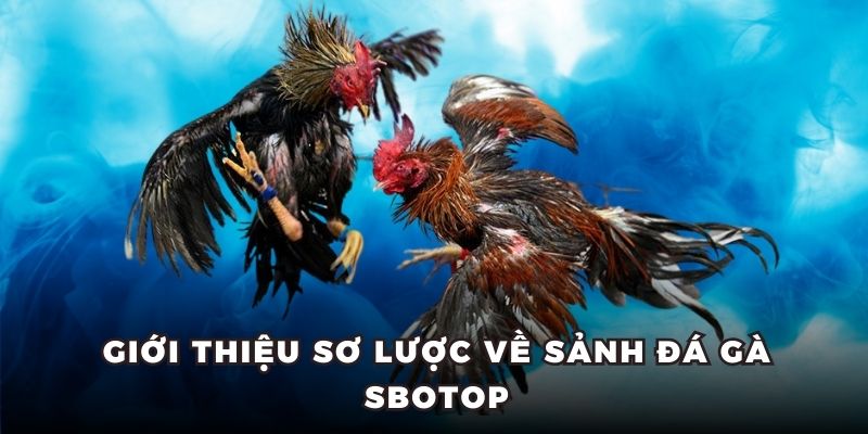 Giới thiệu sơ lược về sảnh đá gà Sbotop